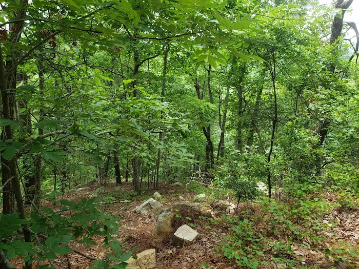 Choccolocco Mountain Picture 6