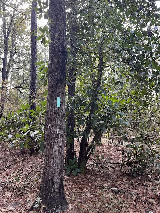 Jennings State Forest - Hammock Campground Picture 6