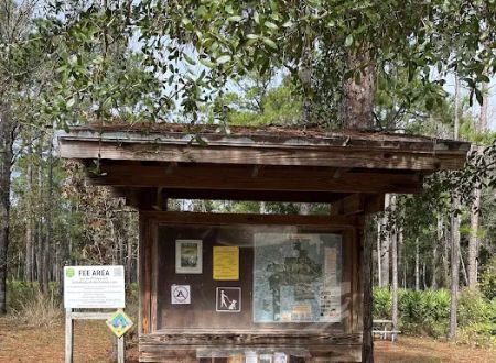 Jennings State Forest - Hammock Campground