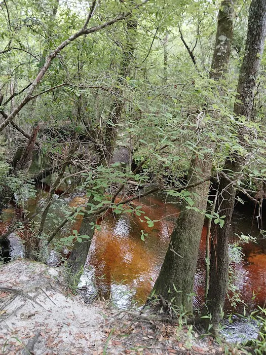 Jennings State Forest - Hammock Campground Picture 4
