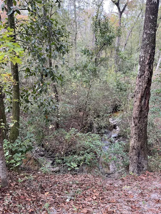 Jennings State Forest - Hammock Campground Picture 10