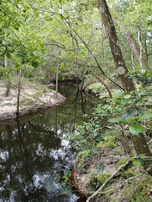 Jennings State Forest - Hammock Campground Picture 9