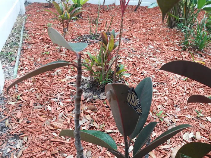 Dunedin Palms Mobile Home Park Picture 1