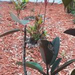 Dunedin Palms Mobile Home Park