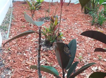 Dunedin Palms Mobile Home Park