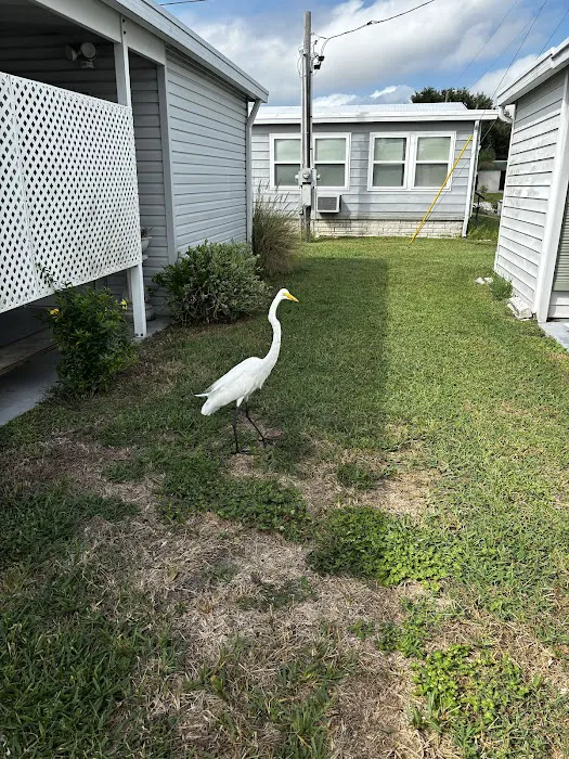 Dunedin Palms Mobile Home Park Picture 2
