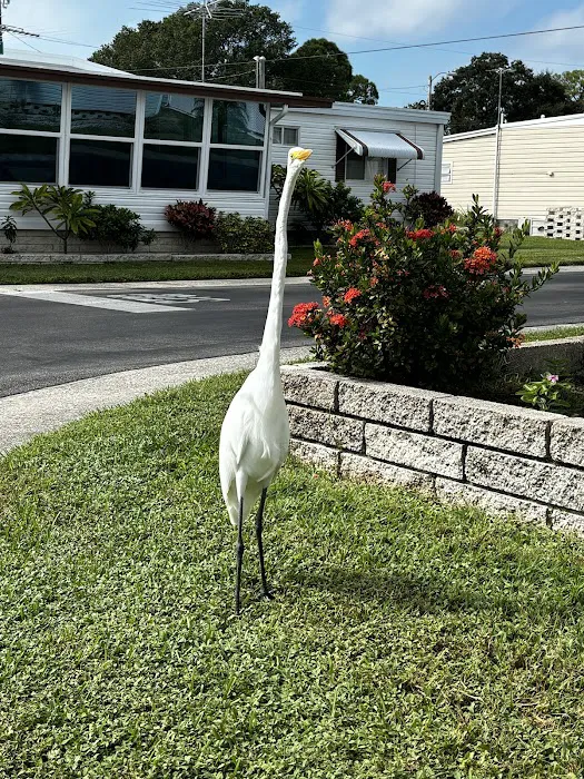 Dunedin Palms Mobile Home Park Picture 6