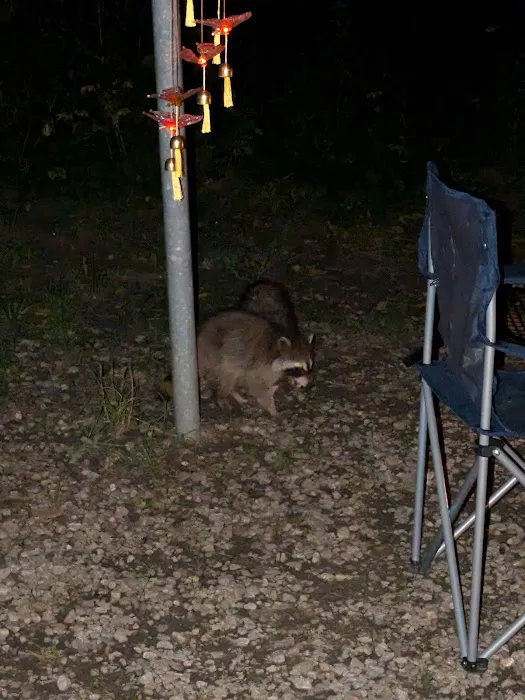 Harry L Swartz Campground Picture 6