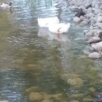 Beech River Watershed Development ico