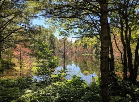 Kingston Lake State Forest Campground