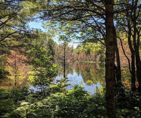 Kingston Lake State Forest Campground