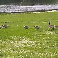 Lake Meadows RV Park ico