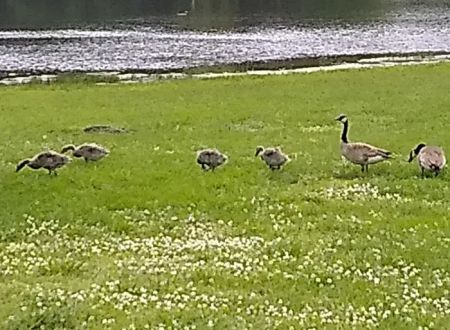 Lake Meadows RV Park