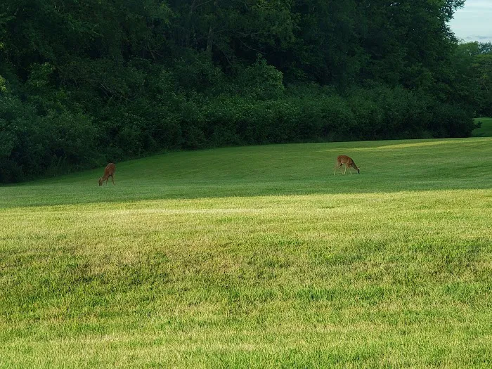 Pine Grove Campground Picture 7