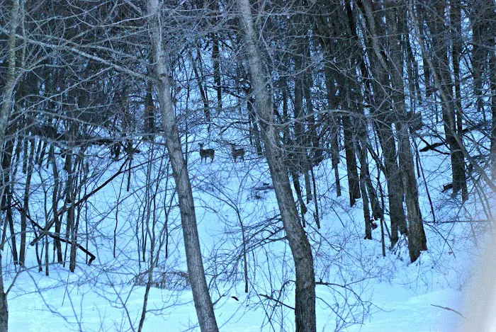 Mount Pisgah...a peaceful place Picture 3