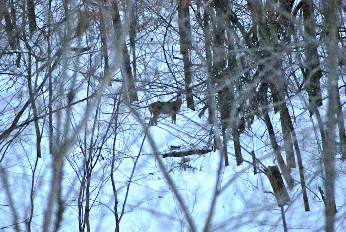 Mount Pisgah...a peaceful place Picture 6