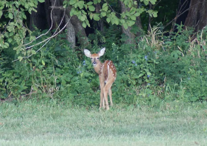 Mount Pisgah...a peaceful place Picture 9