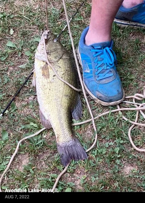 Avondale Lake Picture 4