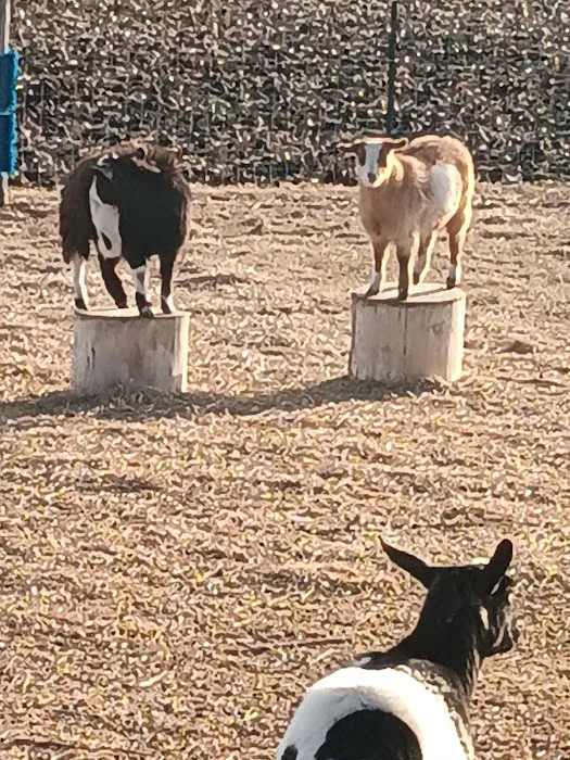 Liberty Acres Fainting Goat Farm and Campground Picture 5