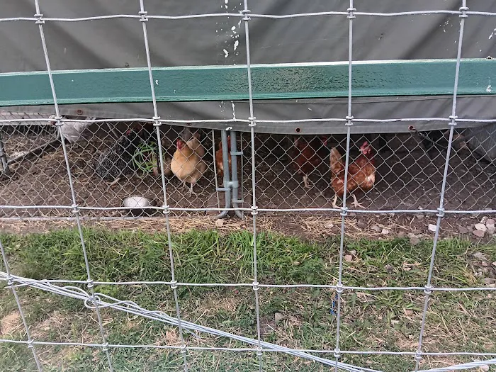 Liberty Acres Fainting Goat Farm and Campground Picture 6