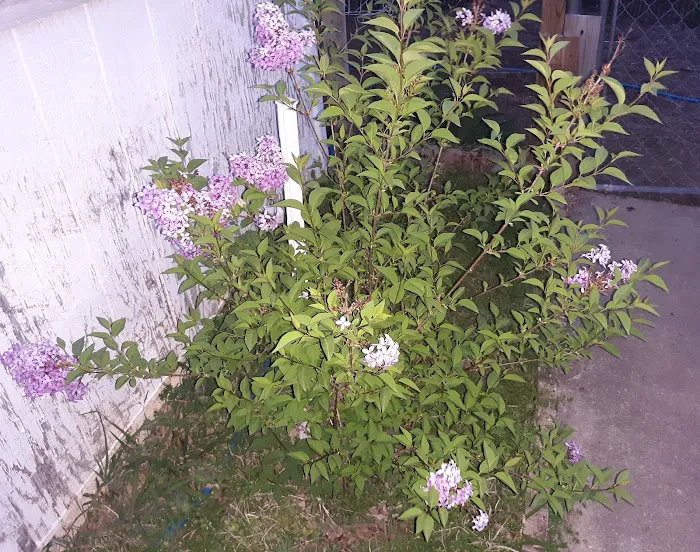 Country Mobile Home Park Picture 5