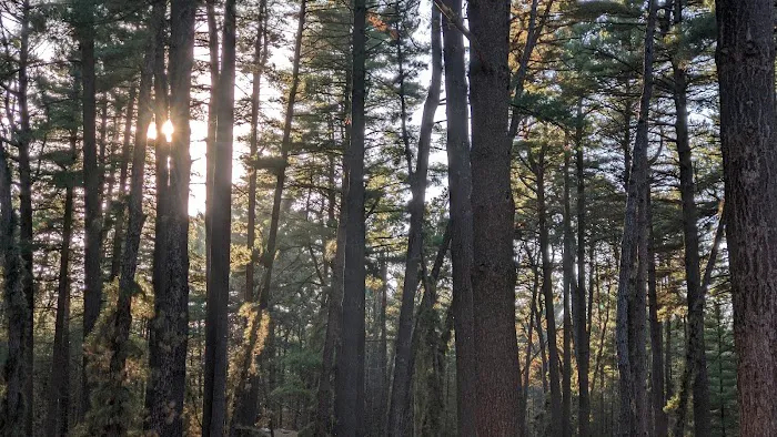 Pine Campground Picture 4