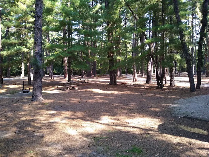 Pine Campground Picture 1