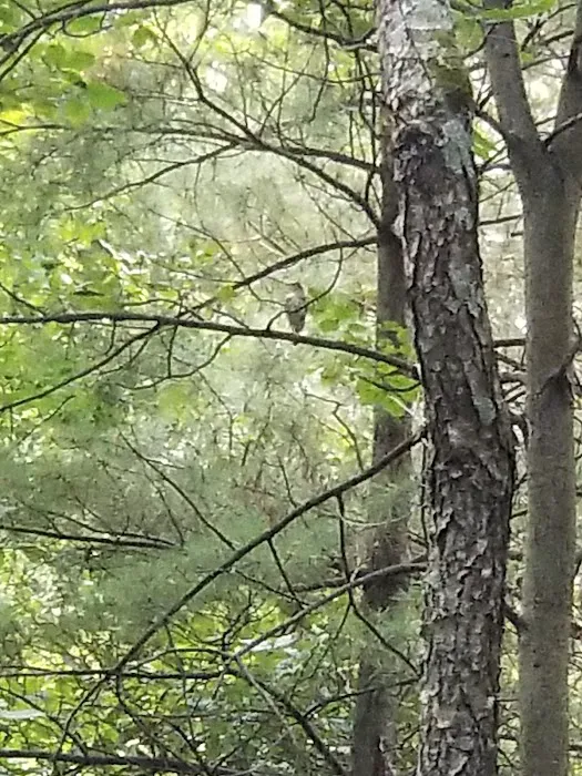 Pine Campground Picture 10