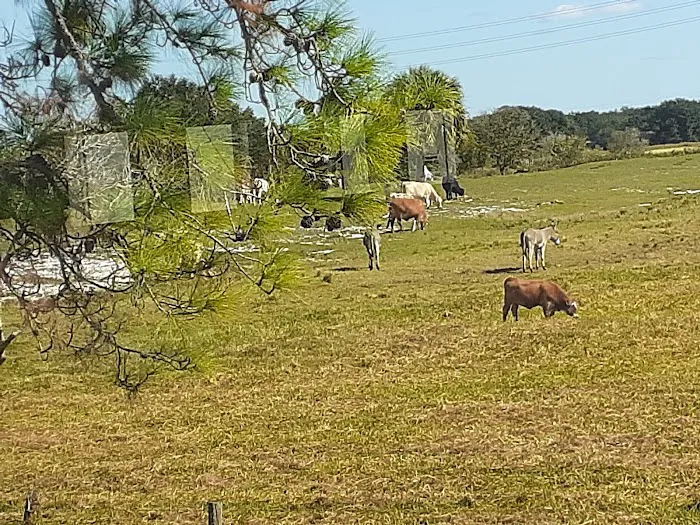 Peace Creek RV Park Picture 9