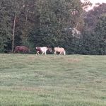 Great Sky RV Park Wedowee LLC