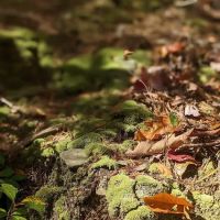 Cheaha State Park Lower Group Campground ico