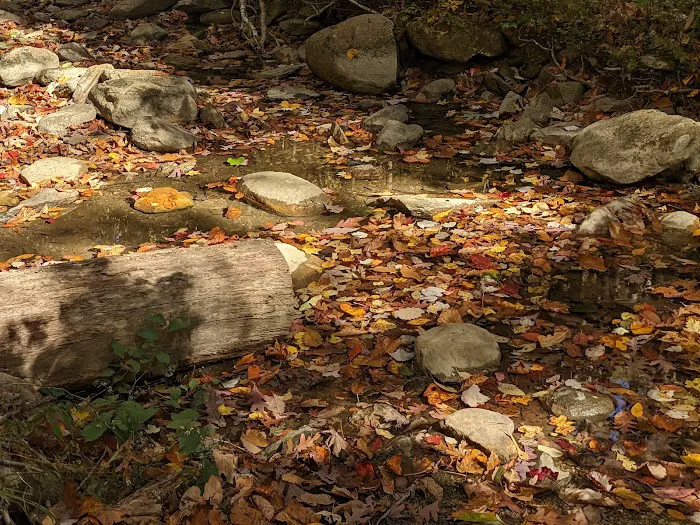 Cheaha State Park Lower Group Campground Picture 7
