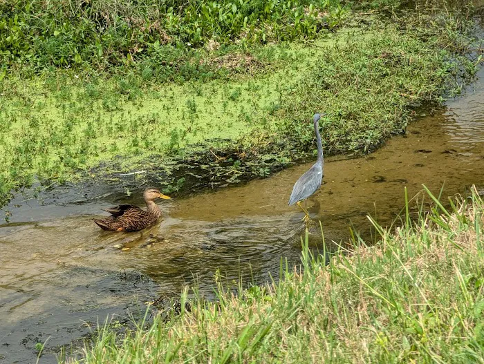 Lakes of Melbourne Picture 9