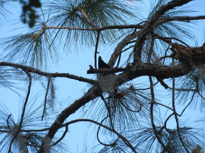 Olustee, FL. Hog Pen Landing Picture 9