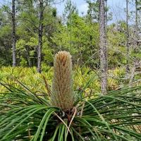 Etoniah State Forest Campground ico
