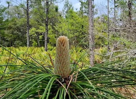 Etoniah State Forest Campground