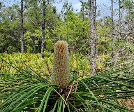 Etoniah State Forest Campground