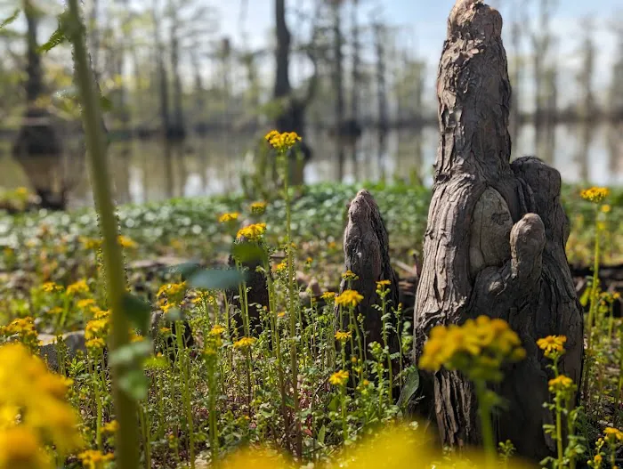 Horseshoe Lake State Fish & Wildlife Area-West Campground Picture 2