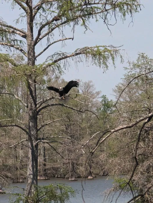 Horseshoe Lake State Fish & Wildlife Area-West Campground Picture 6