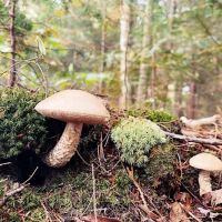Colwell Lake Campground ico