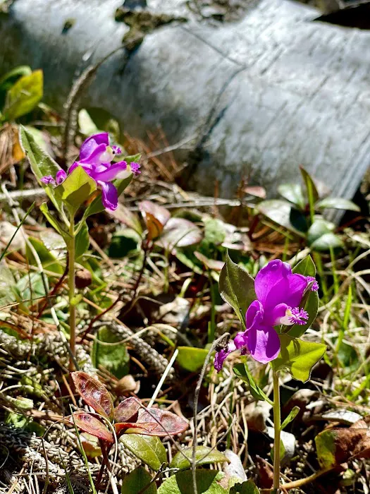 Big Island Lake Wilderness Picture 6