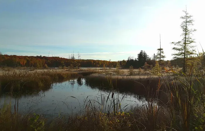 Cookson Lake Dispersed Campsite Picture 1