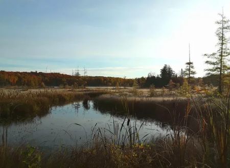 Cookson Lake Dispersed Campsite