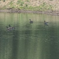 Hidden Lake ico