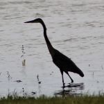 Anderson Lake Public Hunting