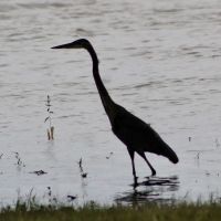 Anderson Lake Public Hunting ico