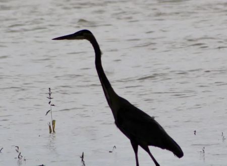 Anderson Lake Public Hunting