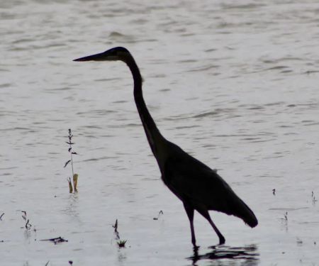 Anderson Lake Public Hunting
