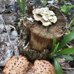 Pike Lake Backpacking Campsites