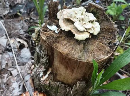 Pike Lake Backpacking Campsites